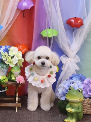 20230609ポコちゃん